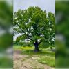 � ��������� ������ ���� ��� � ������������ ��������